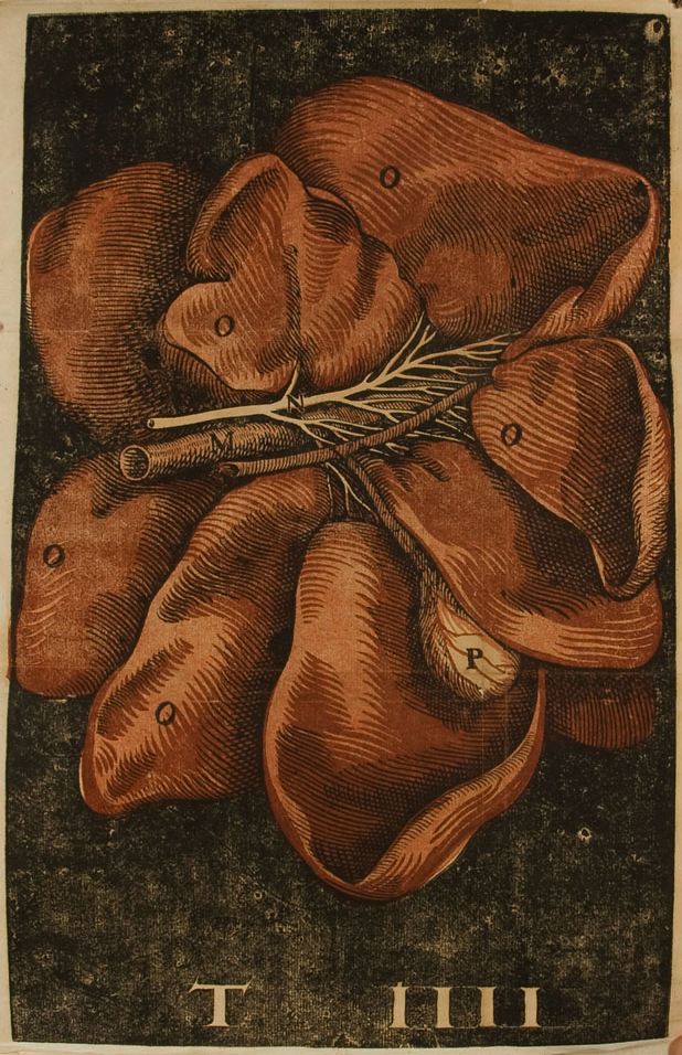 Detail from plate from of De lactibus sive lacteis venis.  Click to see and resize image of entire page.